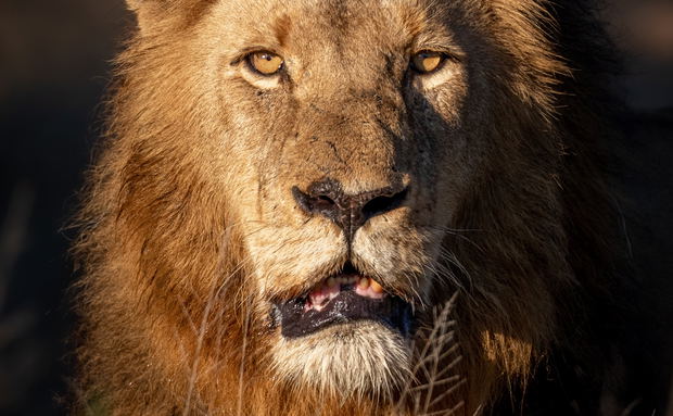 male lion