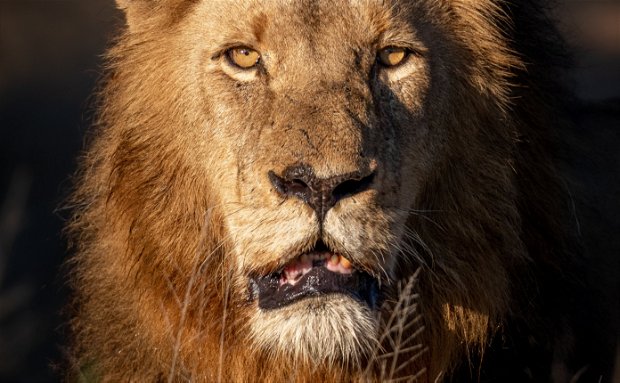 male lion male lion