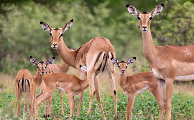 baby impala