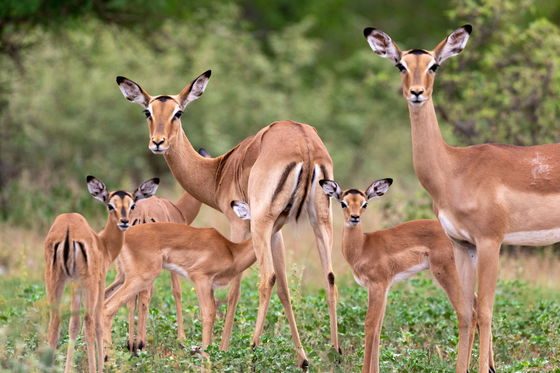 baby impala