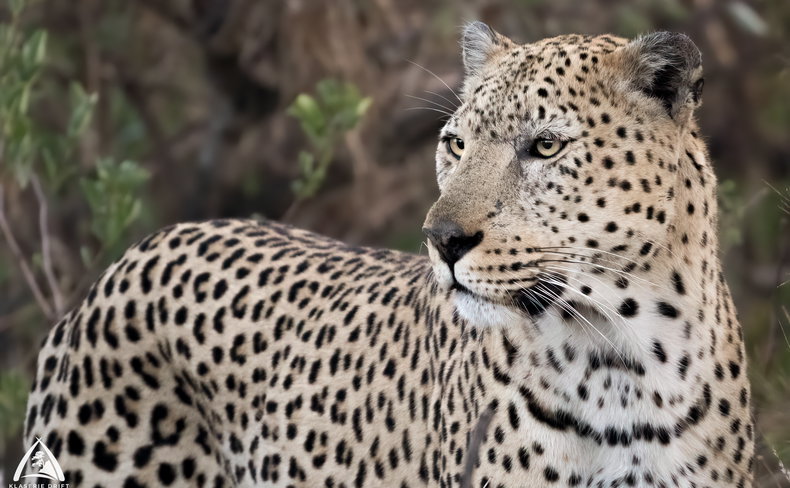 Pale Male leopard