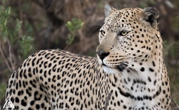 Pale Male leopard