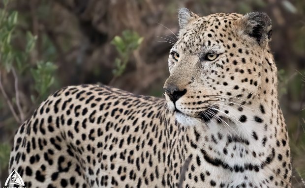 Pale Male leopard