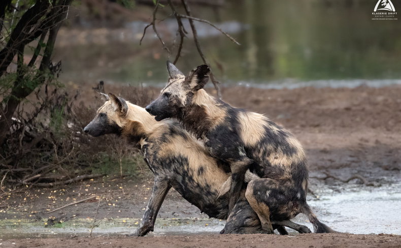 Mating African wild dogs