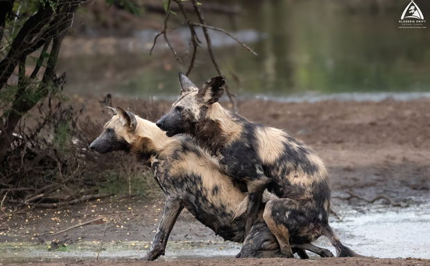 Mating African wild dogs Mating African wild dogs