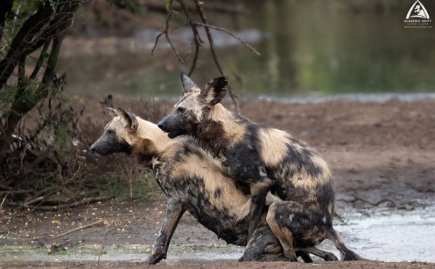 Mating African wild dogs