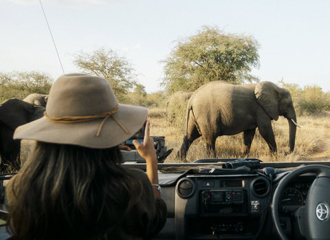 safari game drive