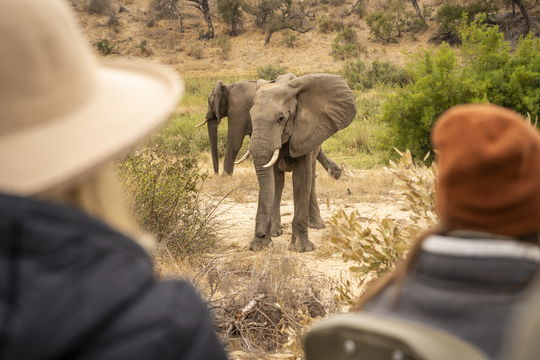 WATCHING ELEPHANTS ON SAFARI