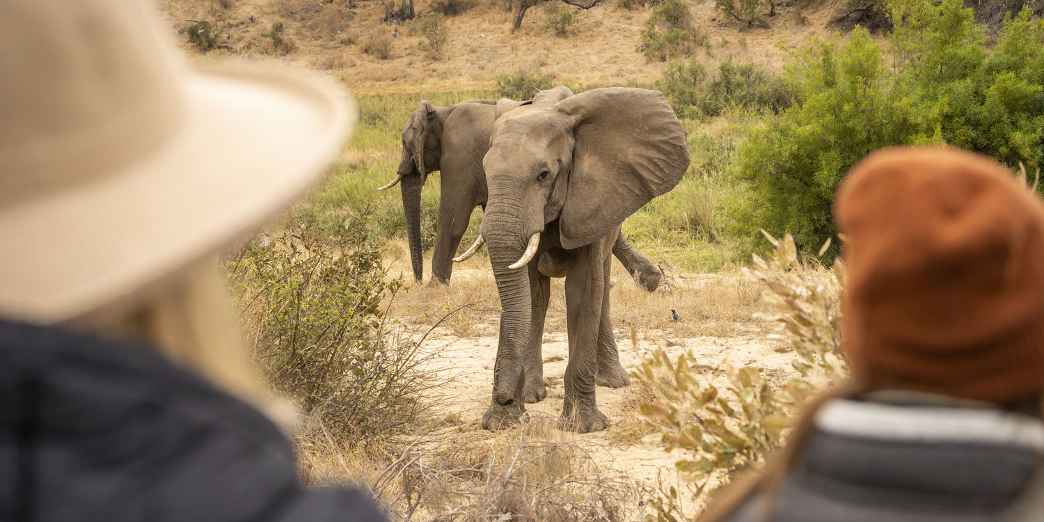 Unforgettable Safari, Unbeatable Offer – Book Before It’s Gone
