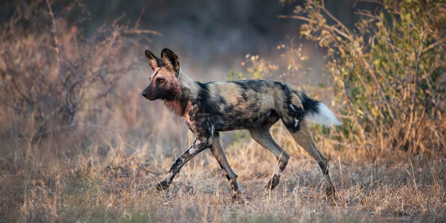 An African wild dog on the hunt