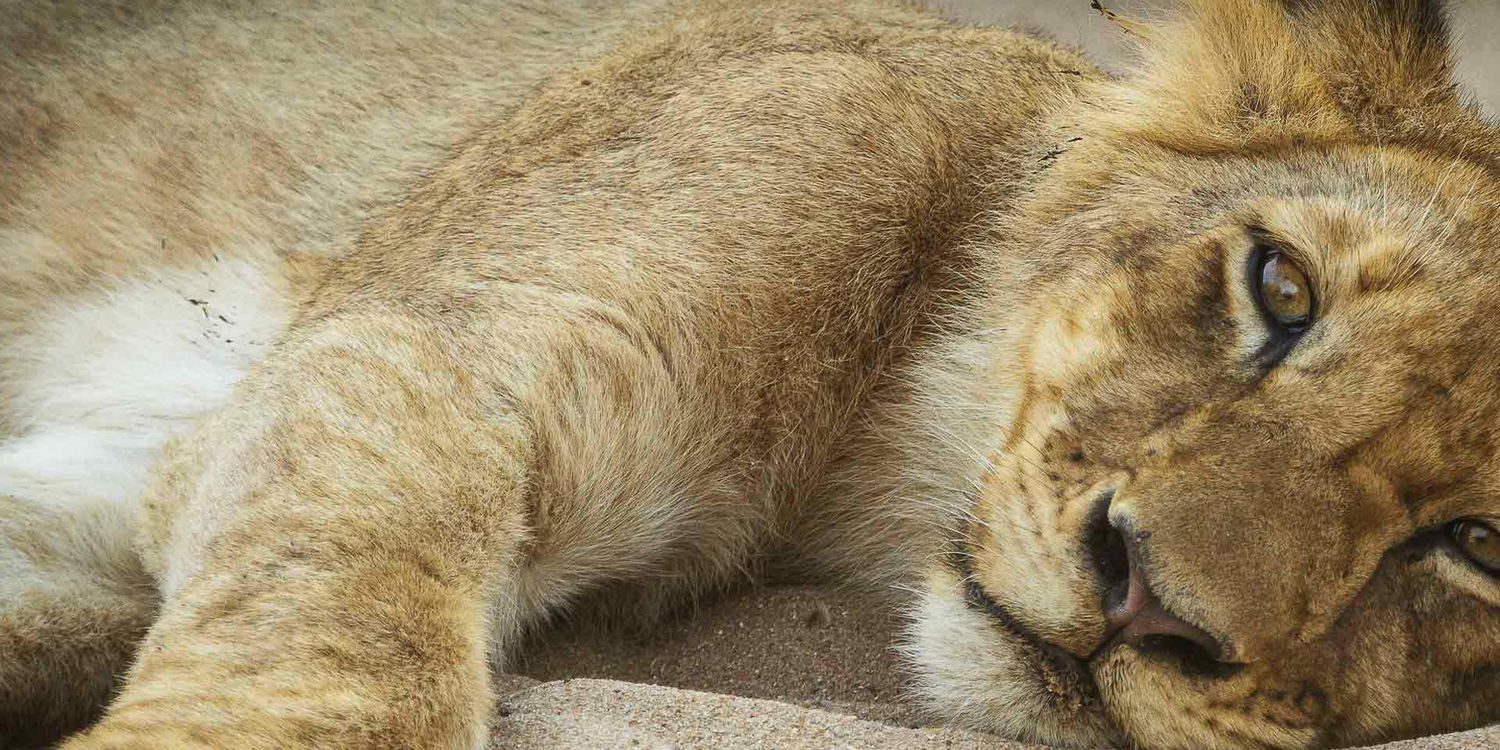 A lion cub resting in the sand