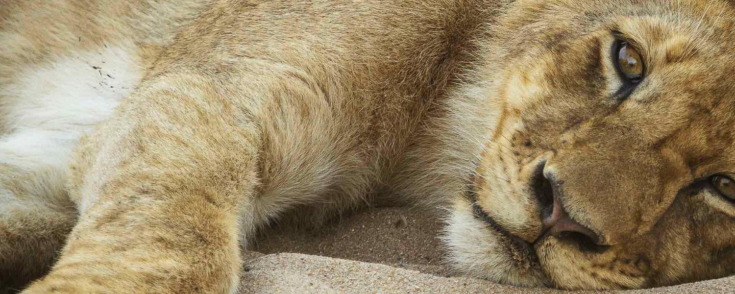 A lion cub resting in the sand