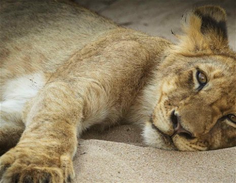 A lion cub resting in the sand