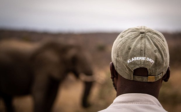 Elephant sighting with man in foreground