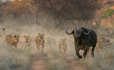 River pride Lions attacking buffalo