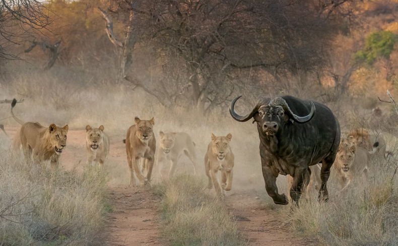 River pride Lions attacking buffalo River pride Lions attacking buffalo