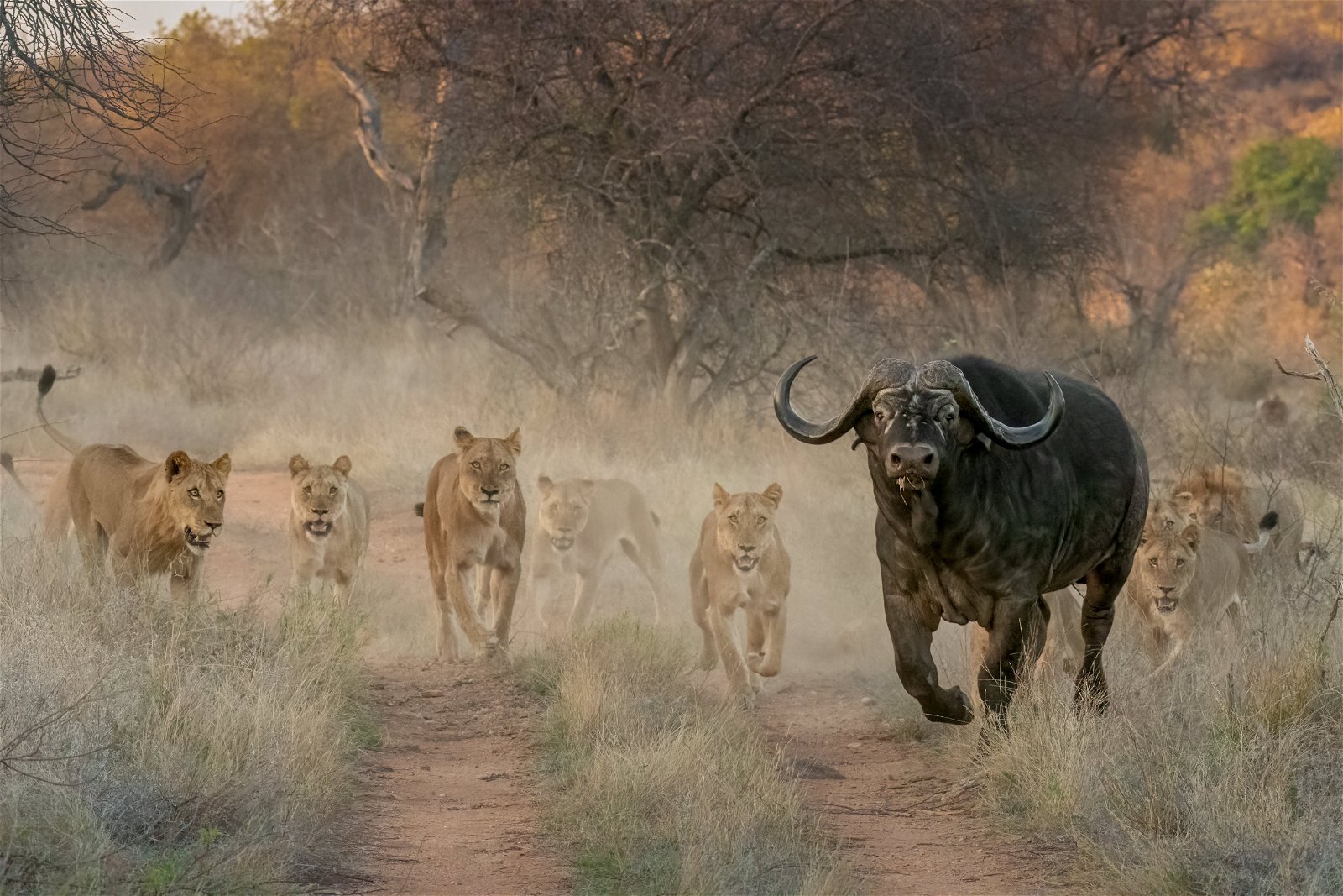 pride of lions attacking