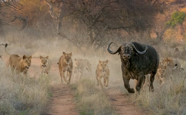 River pride Lions attacking buffalo