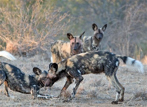 An African wild dog family greeting each other An African wild dog family greeting each other