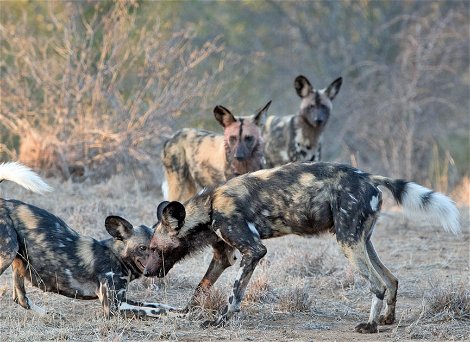 An African wild dog family greeting each other