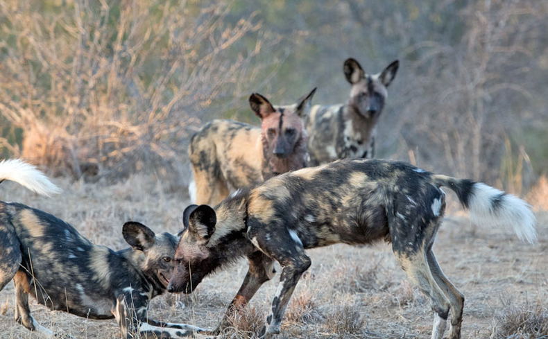An African wild dog family greeting each other An African wild dog family greeting each other