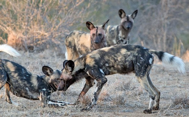 An African wild dog family greeting each other