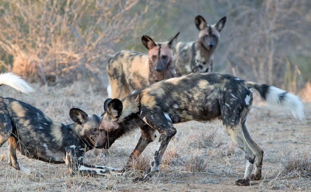 An African wild dog family greeting each other An African wild dog family greeting each other