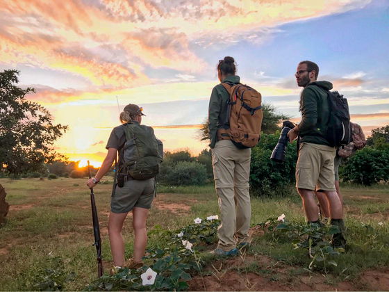 Walking safari at sunset Klaserie Drift