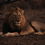 Lions of the Klaserie - Heartbreak to a glimpse of Hope