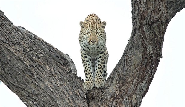 A leopard staring into the camera from a leadwood tree