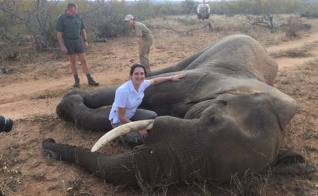Rescuing an elephant using a tranquilliser to immobilise him Rescuing an elephant using a tranquilliser to immobilise him