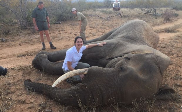 Rescuing an elephant using a tranquilliser to immobilise him