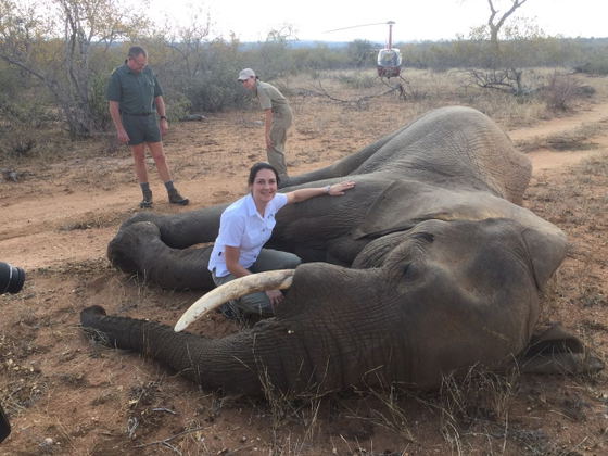 Rescuing an elephant using a tranquilliser to immobilise him Rescuing an elephant using a tranquilliser to immobilise him