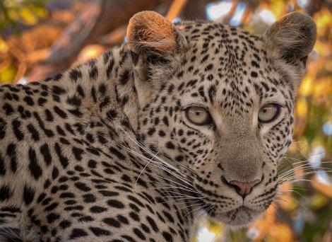 A leopard cub close up in a tree at Klaserie drift