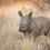 Myths, Truths, and the Future of Rhino Conservation in South Africa