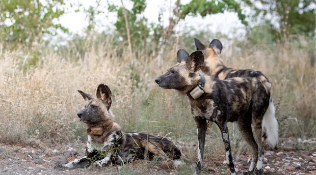 african wild dogs