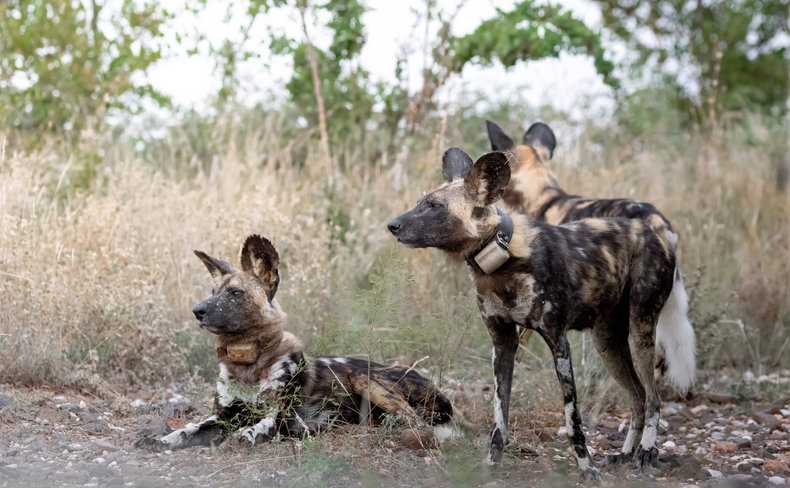 african wild dogs