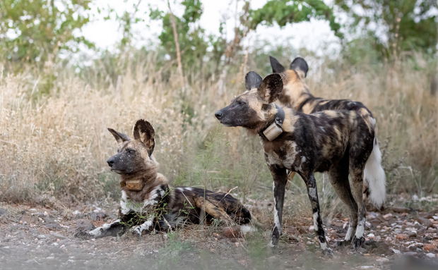 african wild dogs african wild dogs