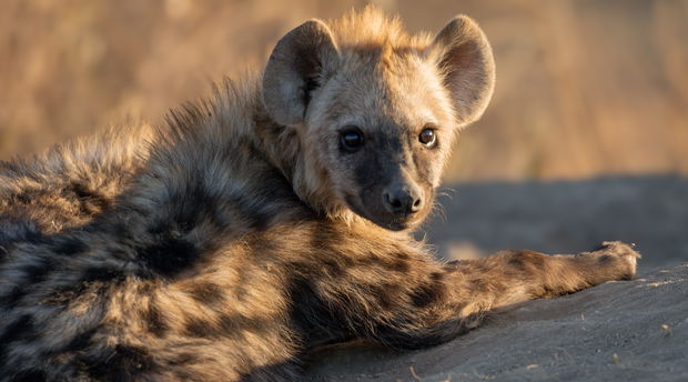 A young hyena cub at the den