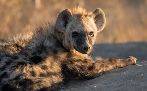 A young hyena cub at the den A young hyena cub at the den