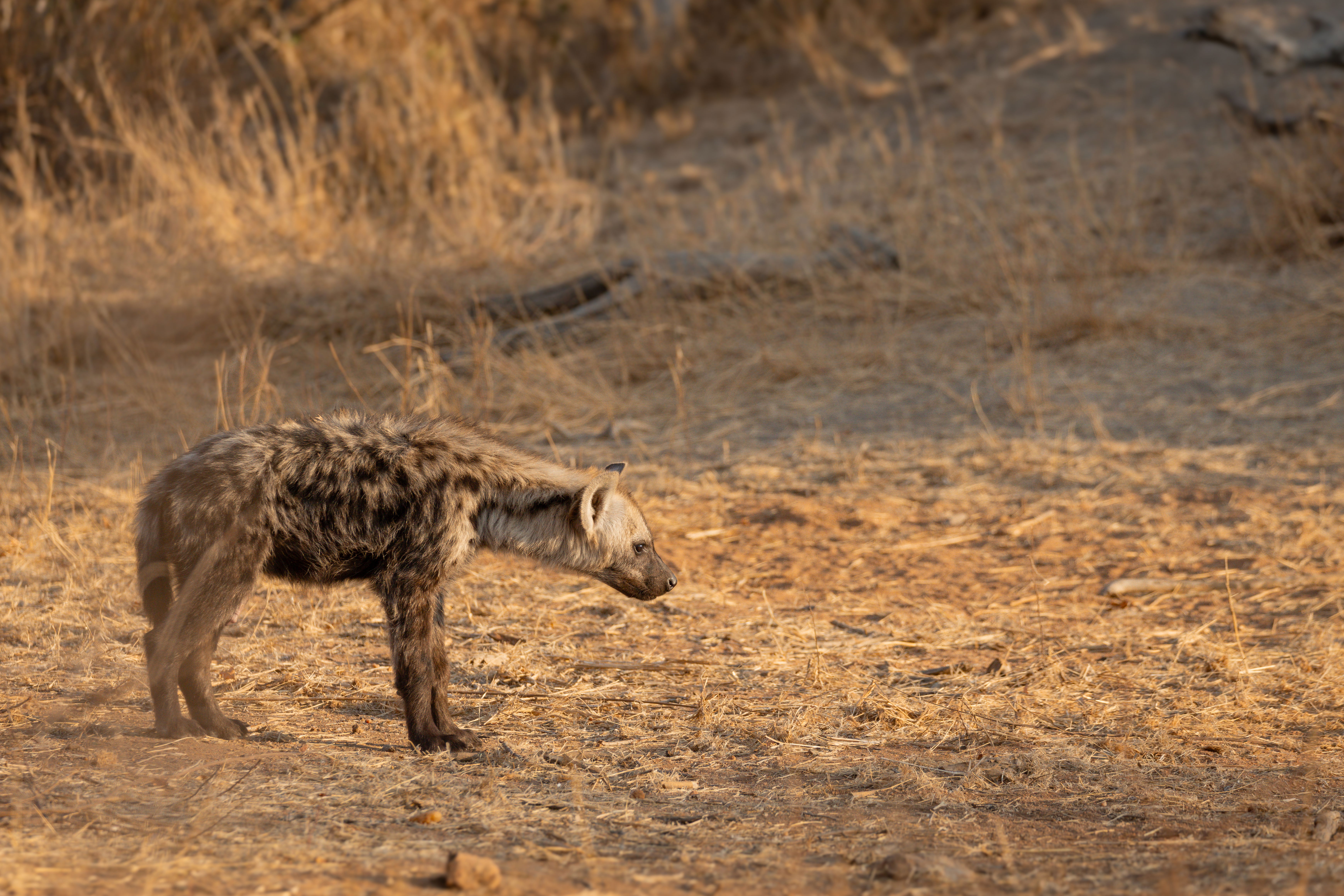 Inside the Hyena Den: A Rare Glimpse Into Africa's Superhero