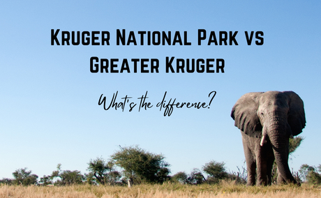 Kruger National Park vs Greater Kruger Kruger National Park vs Greater Kruger