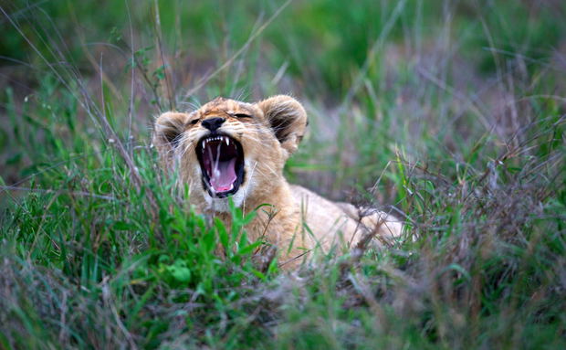 South African Safari
