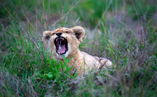 South African Safari