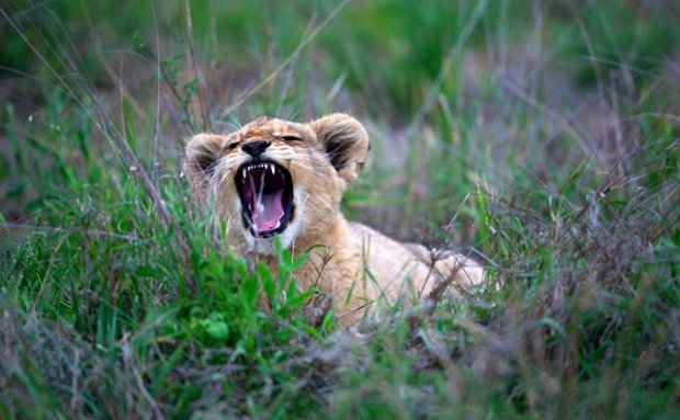 A tired lion cub yawns in the grass
