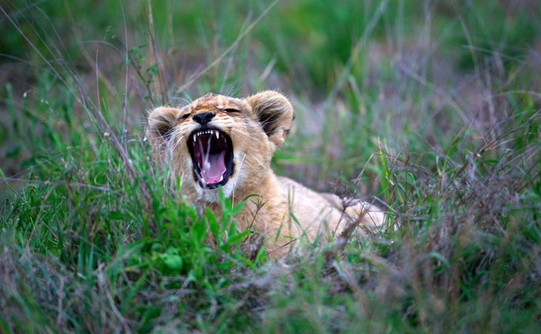 South African Safari