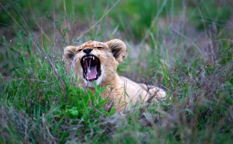 South African Safari