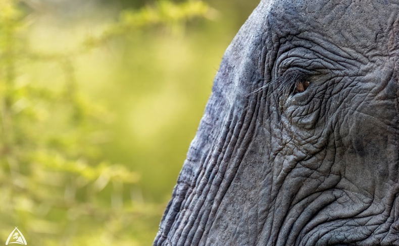Close up of an African elephant