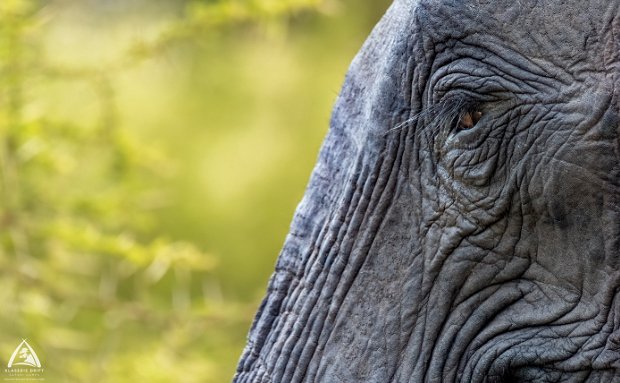 Close up of an African elephant