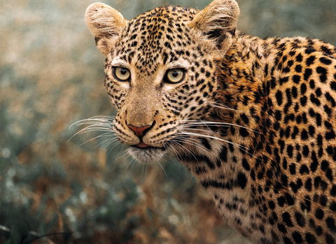 Game Drives